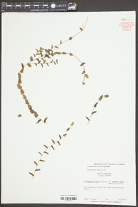 Potamogeton perfoliatus image
