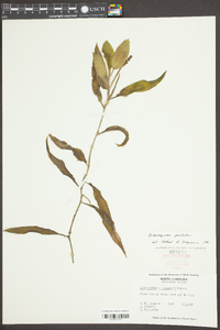 Potamogeton illinoensis image