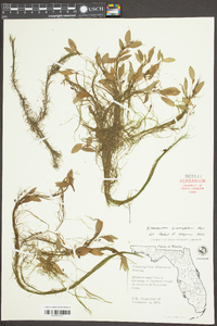 Potamogeton illinoensis image