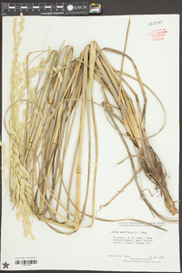 Uniola paniculata image