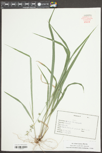 Uniola laxa image