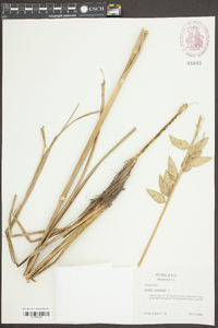 Uniola paniculata image
