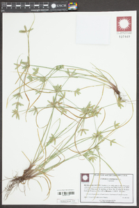 Cyperus compressus image