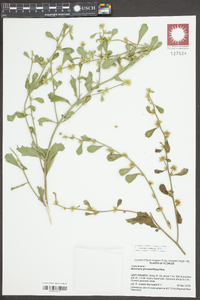 Baccharis glomeruliflora image