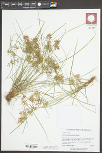 Cyperus polystachyos image