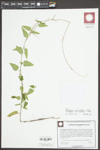 Tragia urticifolia image