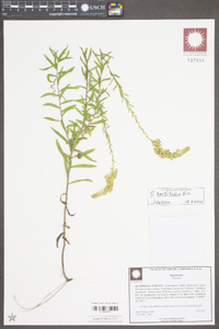 Solidago tortifolia image