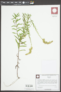 Solidago tortifolia image