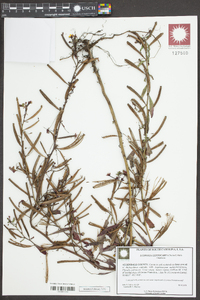 Ludwigia leptocarpa image