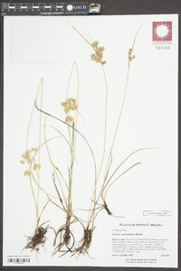 Cyperus surinamensis image