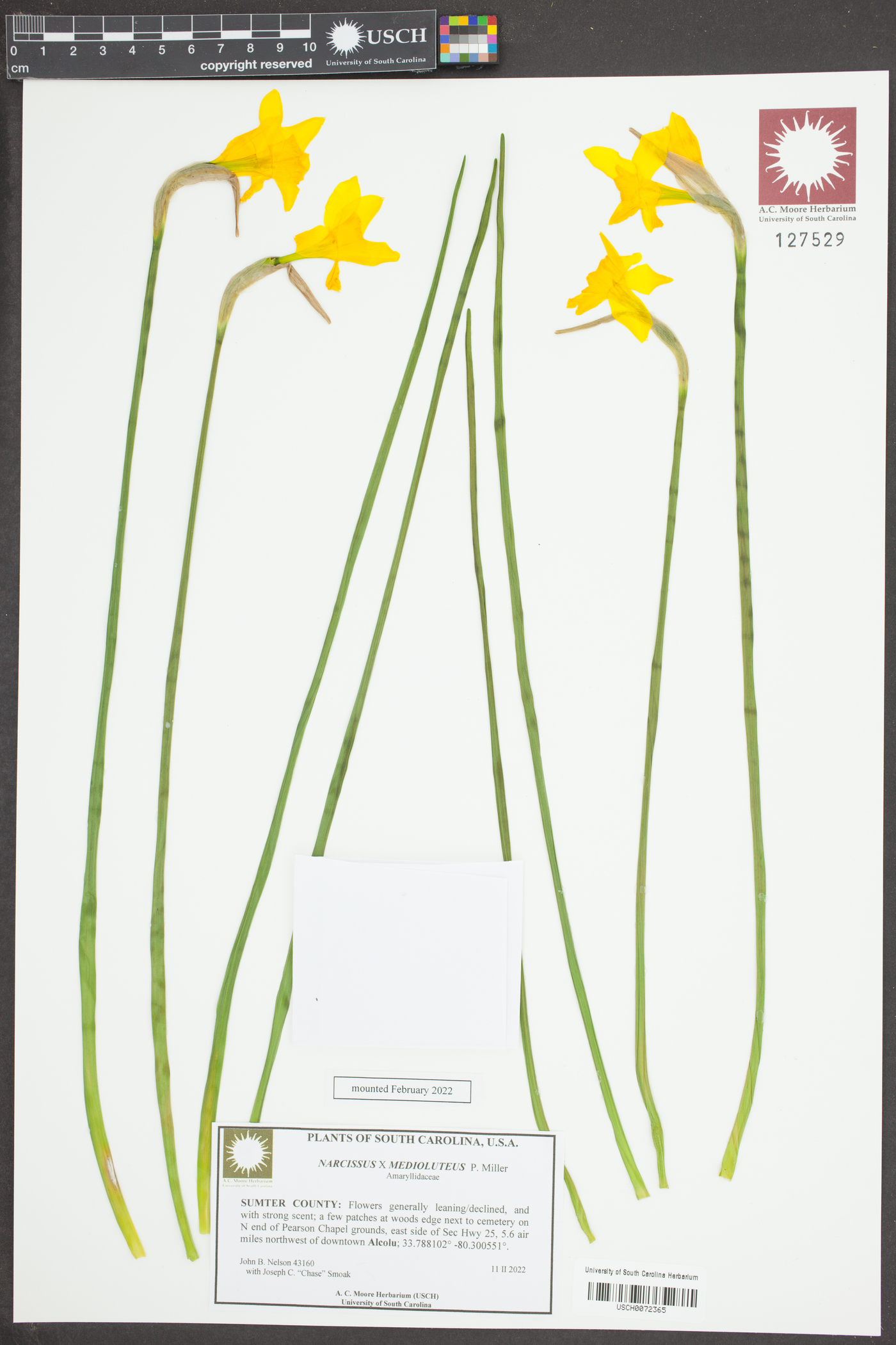 Narcissus × medioluteus image