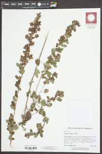 Lespedeza stuevei image