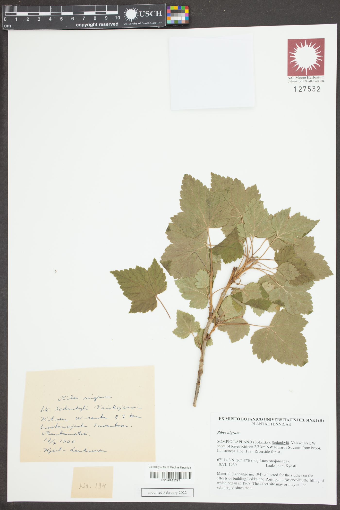 Ribes nigrum image