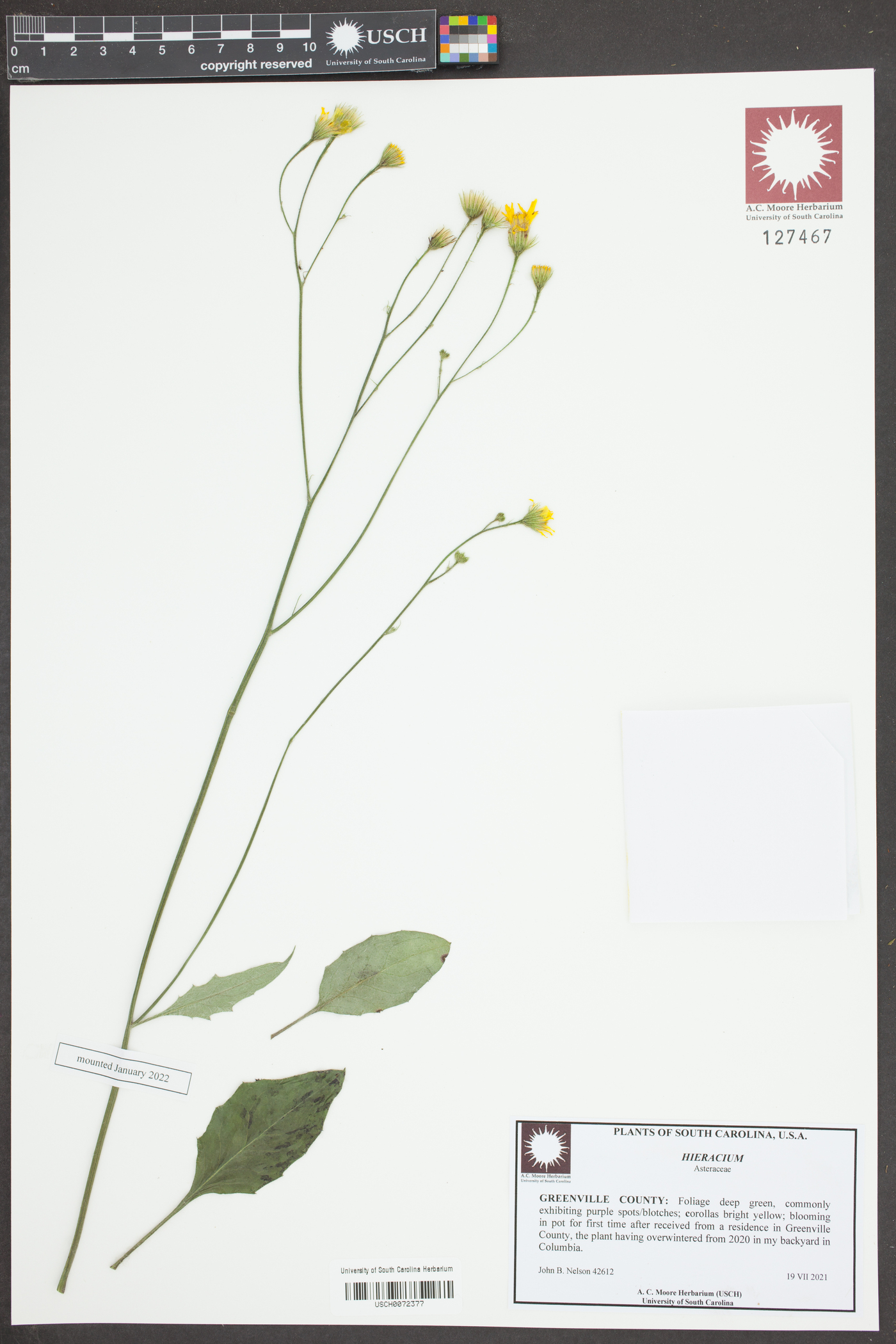 Hieracium maculatum image