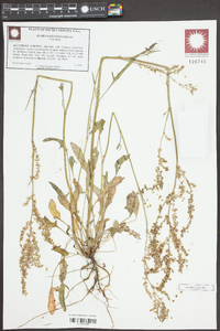 Rumex hastatulus image