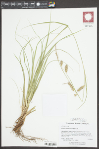 Carex cherokeensis image