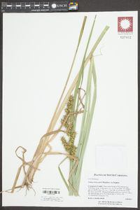 Carex crus-corvi image