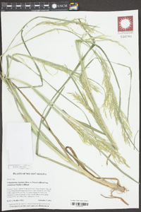 Coleataenia rigidula subsp. condensa image