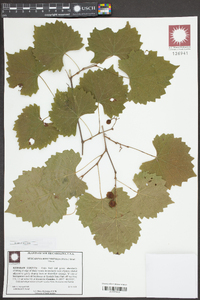 Muscadinia rotundifolia image