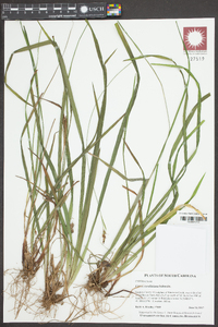 Carex caroliniana image