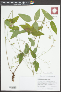 Desmodium perplexum image