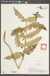 Dryopteris celsa image