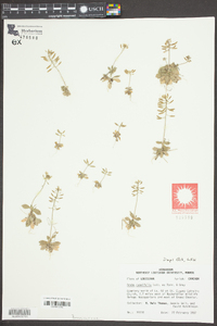 Draba cuneifolia image