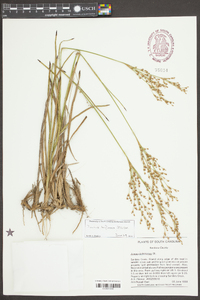 Juncus biflorus image