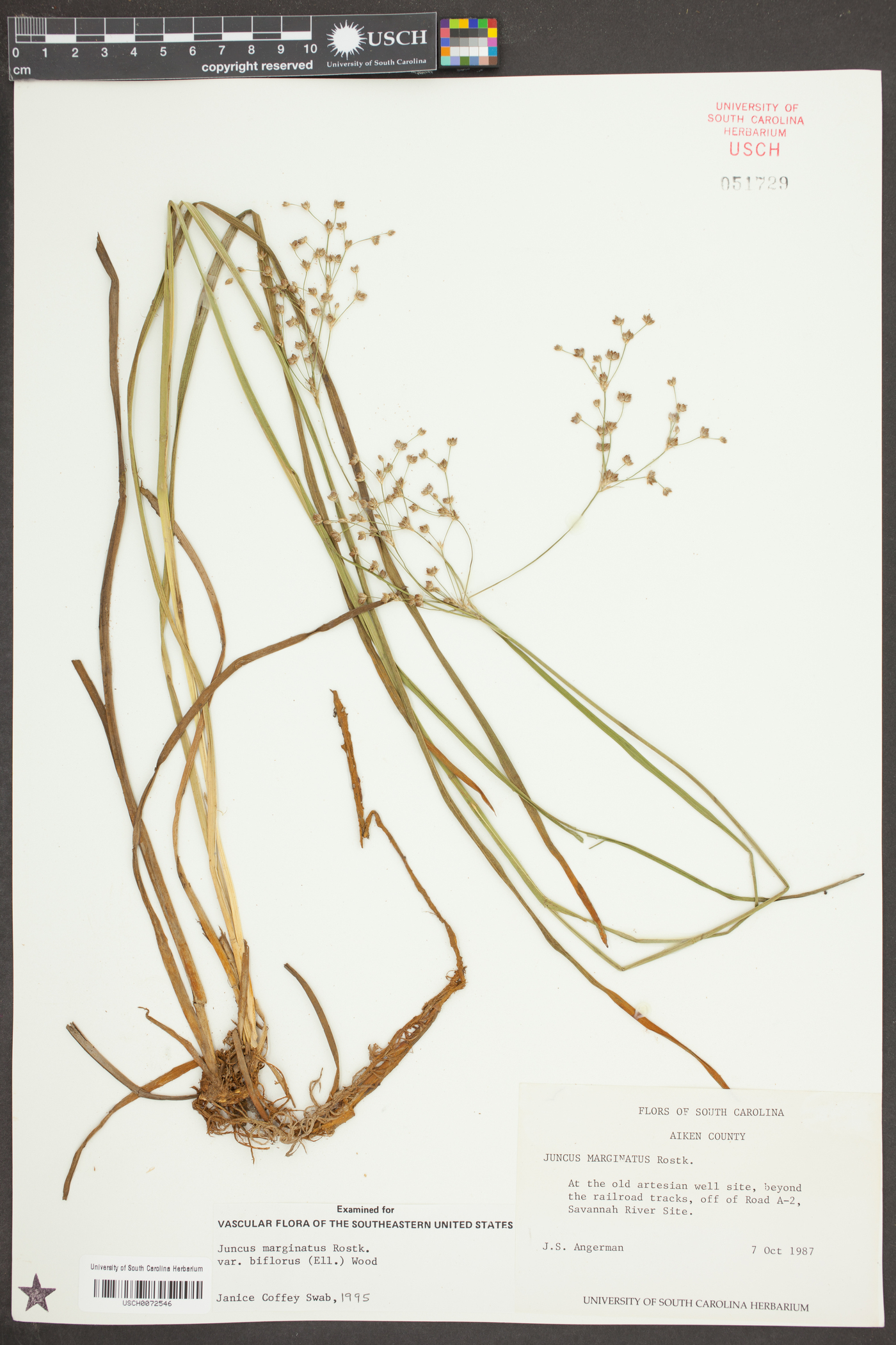 Juncus marginatus var. biflorus image