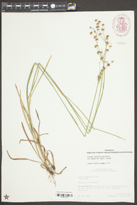 Juncus marginatus var. biflorus image