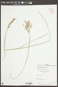 Juncus marginatus var. biflorus image