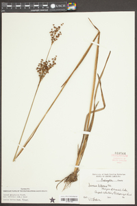 Juncus biflorus image