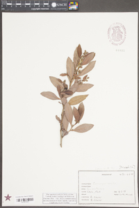 Conocarpus erectus image