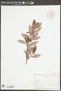 Conocarpus erectus image