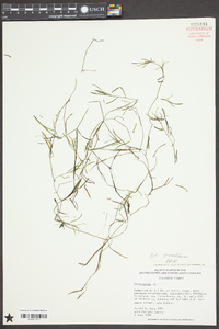 Potamogeton pusillus subsp. pusillus image