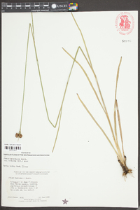 Juncus marginatus var. biflorus image