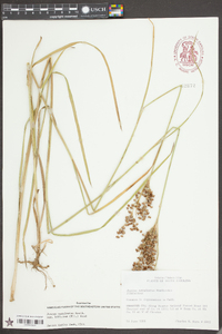 Juncus marginatus var. biflorus image