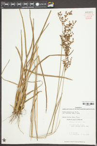 Juncus marginatus var. biflorus image