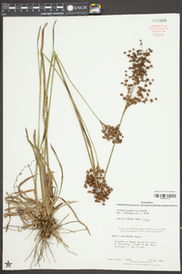 Juncus marginatus var. biflorus image