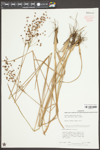 Juncus marginatus var. biflorus image