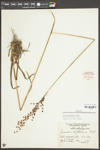 Juncus marginatus var. biflorus image