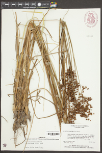 Juncus marginatus var. biflorus image