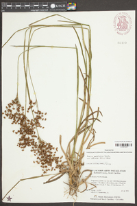 Juncus marginatus var. biflorus image