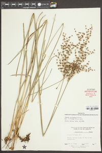 Juncus marginatus var. biflorus image