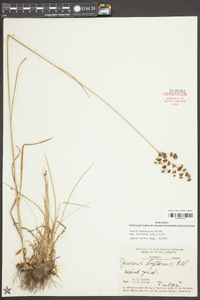Juncus marginatus var. biflorus image