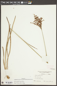 Juncus marginatus var. biflorus image