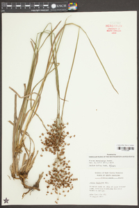 Juncus marginatus var. biflorus image