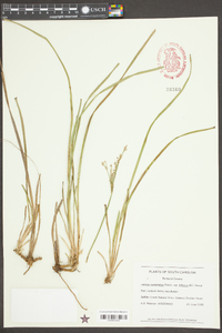 Juncus marginatus var. biflorus image