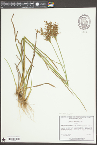 Juncus biflorus image