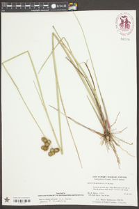 Juncus megacephalus image